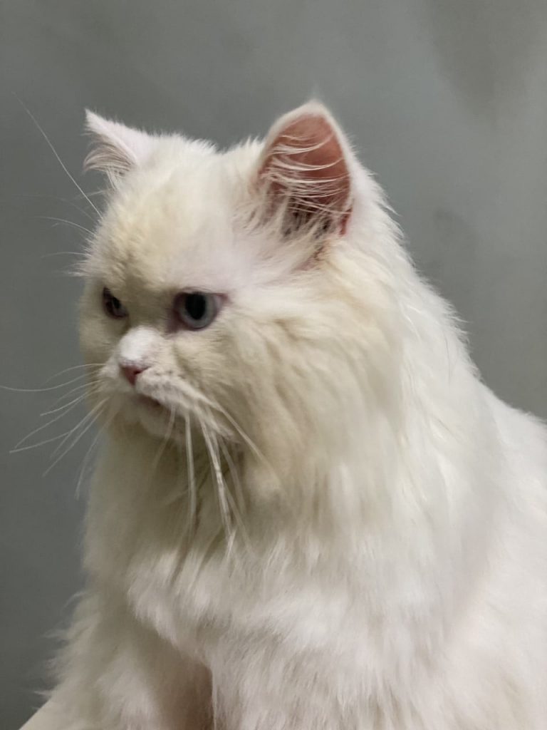 cat-groom2