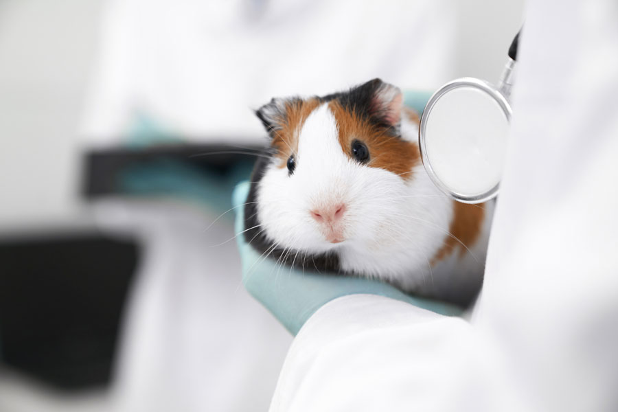 hamster examination