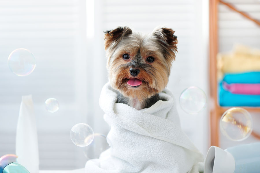 dog after bath