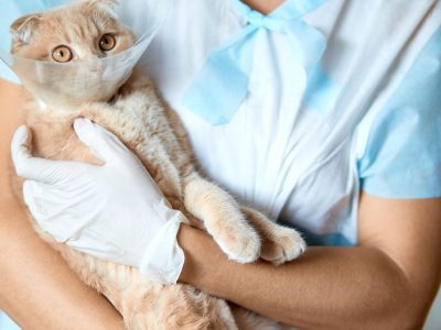 surgerycat surgerycat