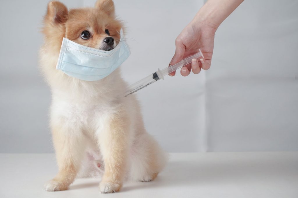 vaccination dog