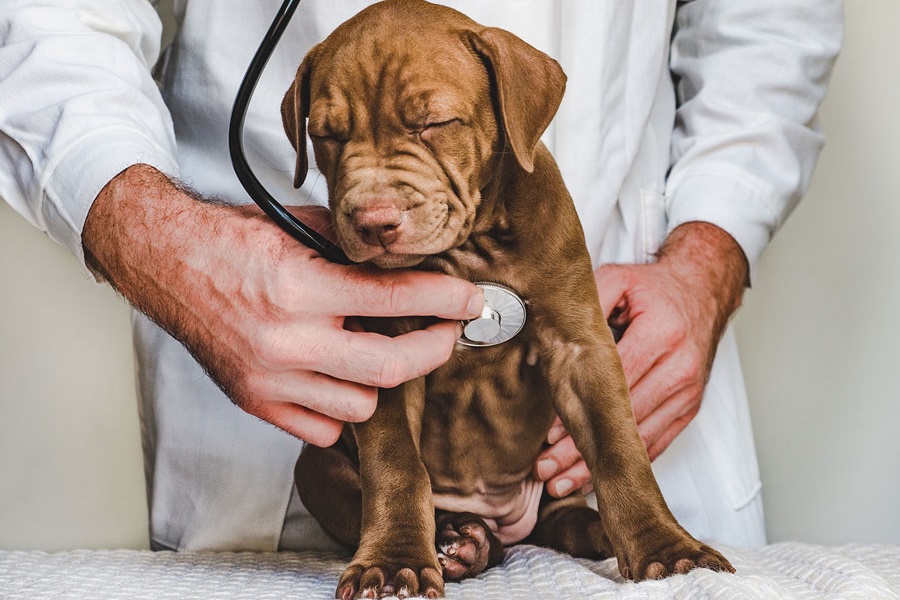 vet checkup